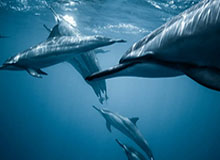 娱乐圈吃瓜导航：揭秘明星背后的故事与情感